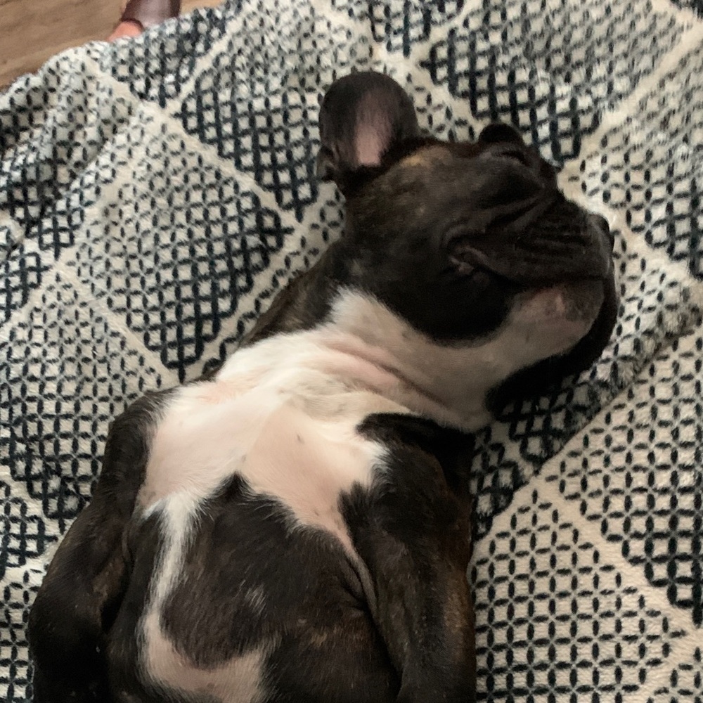Meet your Posher, Bruno